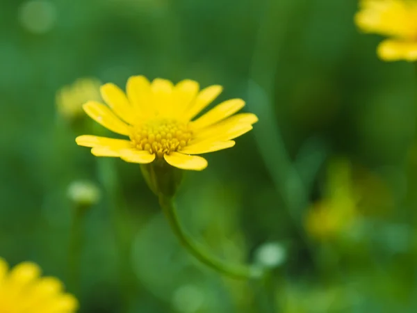 Gelbe Kleine Sonnenblumen Die Frühling Blühen Natürlicher Hintergrund — Stockfoto