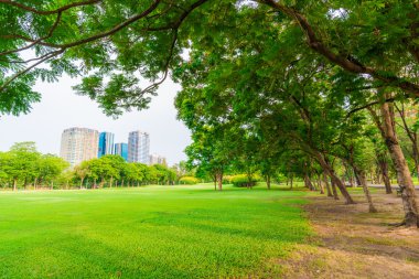 Yeşil çim alan ve yeşil taze ağaç bitki ile güzel yeşil Parkı