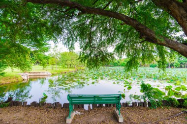 Şehir parkındaki büyük yeşil çimlerin altındaki park bankında.