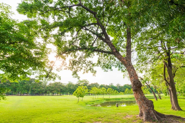 緑の芝生のフィールドと緑の新鮮な木の植物の緑美しい公園 — ストック写真