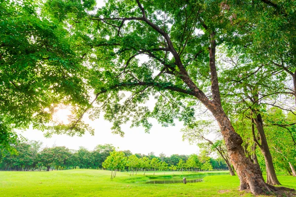 Zielony Pięknego Parku Publicznego Zielonej Trawie Pola Zielone Drzewo Świeżych — Zdjęcie stockowe
