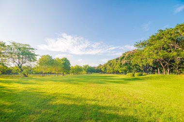 Şehir parkındaki yeşil çimenlik, ağaçlı güneş ışığı altında.