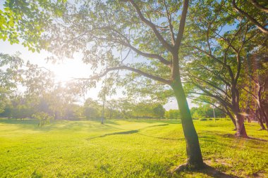 Şehir parkındaki yeşil çimenlik, ağaçlı güneş ışığı altında.
