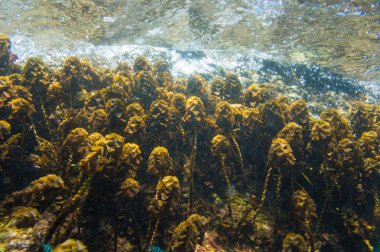 Mercan hareket sualtı sahne, sert mercan bulanık