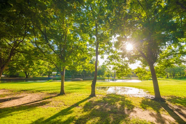 Grön Gräsmatta Stadsparken Solljus Med Träd — Stockfoto