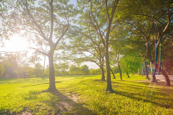 Zelený Trávník Městském Parku Paprscích Slunce Stromem — Stock fotografie
