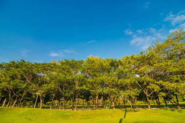 Parque Público Verde Livre Com Céu Azul Nuvem Árvore — Fotografia de Stock