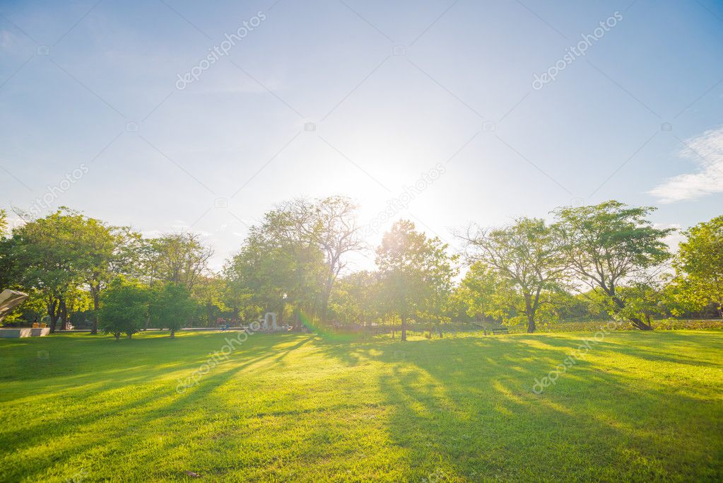 Green lawn in city park under sun beam light with tree