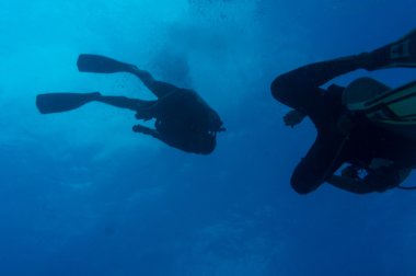 Tüplü dalgıçlar üzerinde canlı mercan kayalığı Yüzme