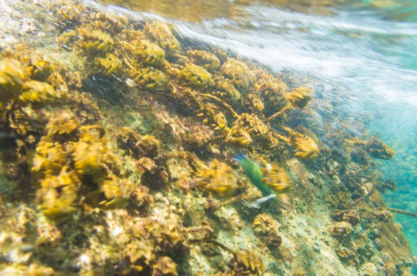Коралловый Риф Движении Размытые Подводные Сцены Твердые Кораллы — стоковое фото