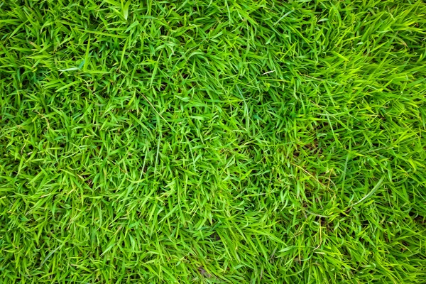 Green grass background texture — Stock Photo, Image