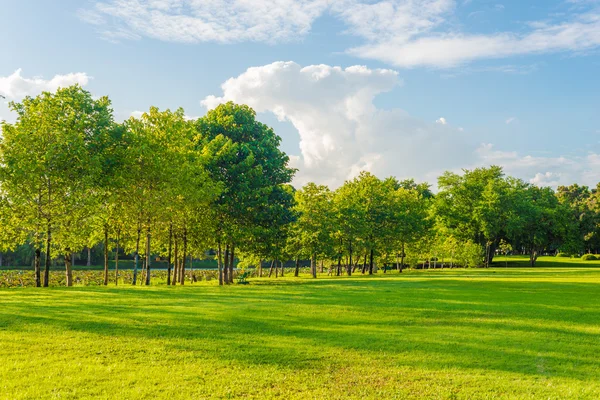 Zelený Trávník Městském Parku Paprscích Slunce Stromem — Stock fotografie