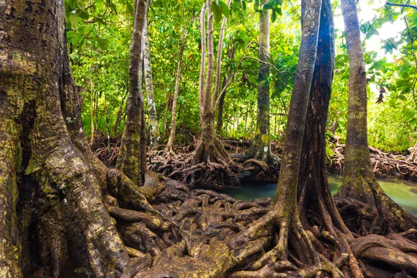 Árvores inundadas em manguezais floresta tropical . — Fotografia de Stock