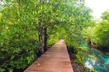 Uzun ahşap yolu Mangrove Forest, mangrov yağmur ormanı.