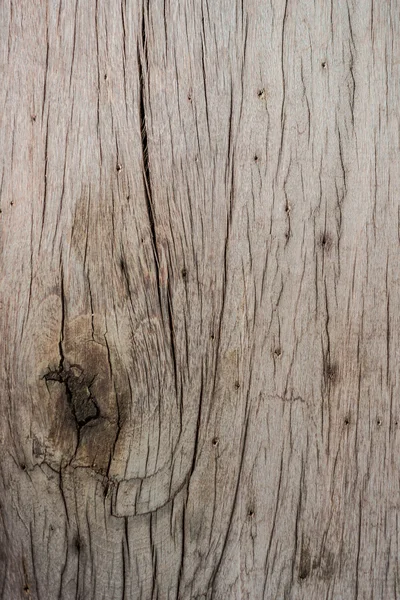 Close-up van de textuur van hout van de schors — Stockfoto