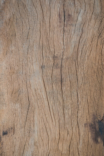 Close up texture of bark wood use as natural background