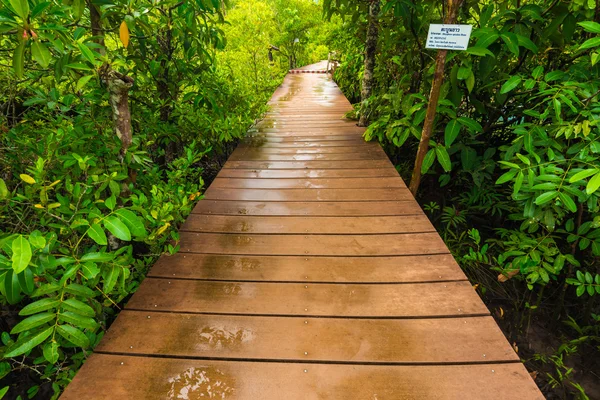 マングローブの熱帯雨林 マングローブ林の長い木製の経路 — ストック写真
