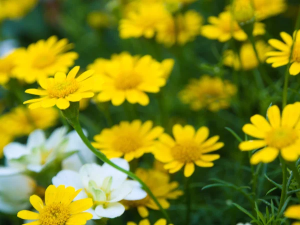 sarı çiçek arka plan