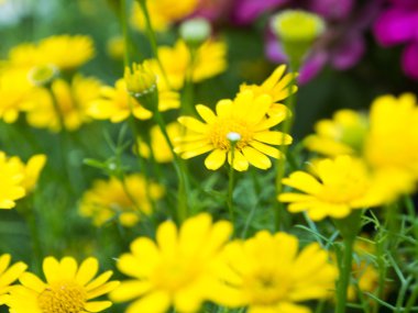 sarı çiçek arka plan