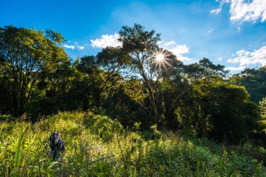 Dağ landsacape yeşil ağaç orman