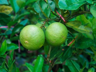 Ihlamur ağacı meyve yeşil yaprak