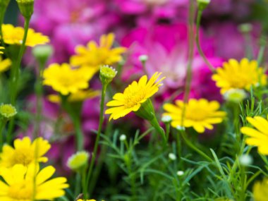 sarı çiçek arka plan