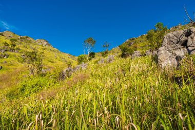 Dağ altlarında çayır