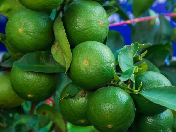 Meyveli limon ağacı 