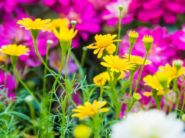 Giallo sfondo fiore — Foto Stock