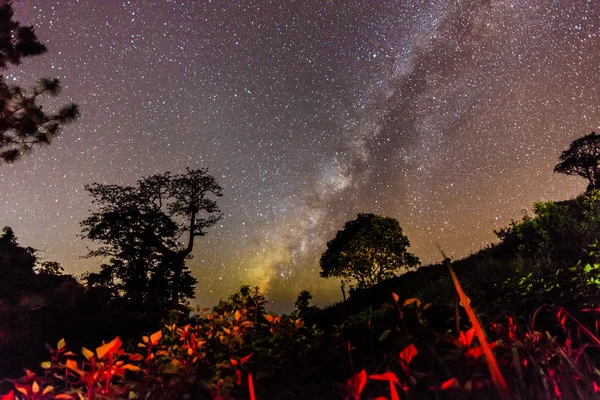 The Milky Way and big trees in the mountains of Chiangdao — Stock Photo, Image