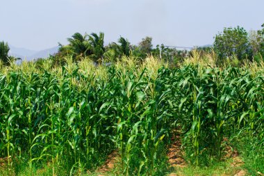 Tayland Mısır alanının arka plan