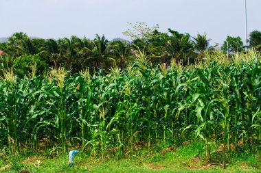 Tayland Mısır alanının arka plan