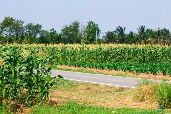 Maisfeld Ländlichen Landwirtschaftlichen — Stockfoto