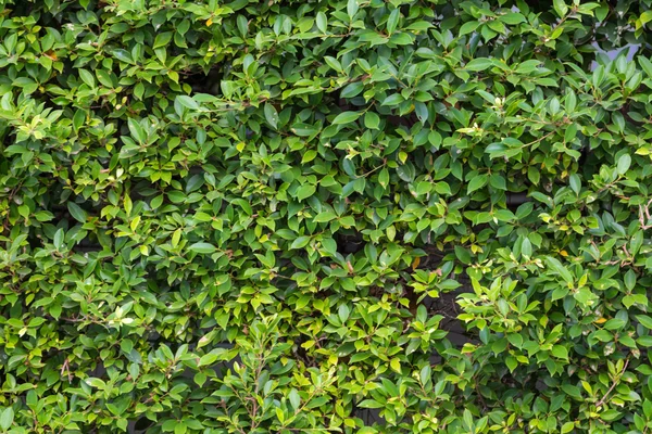 Arkaplan için yeşil yapraklar