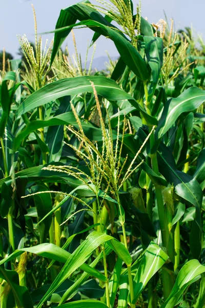 Campo de maíz en el campo — Foto de Stock