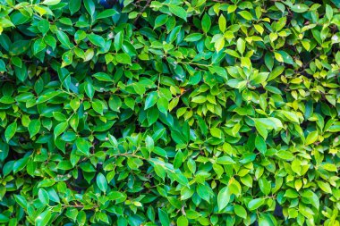 Arkaplan için yeşil yapraklar