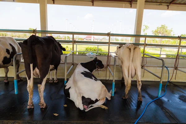 Vaca Granja Prepararse Para Ser Ordeñado Instalación Ordeño Vacas — Foto de Stock