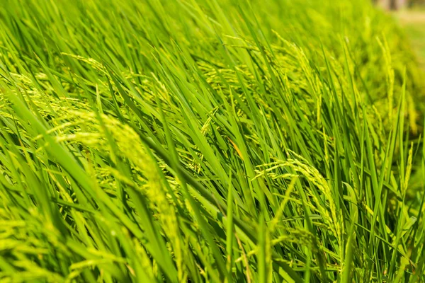 Rice Crop Growing Plantation Close Agriculture Background — Stock Photo, Image