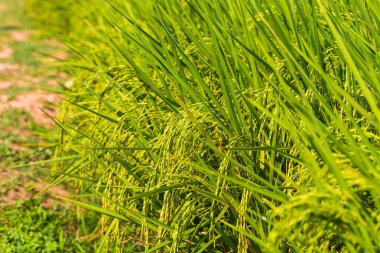 Tayland 'daki yeşil pirinç tarlası gün içinde kapanıyor