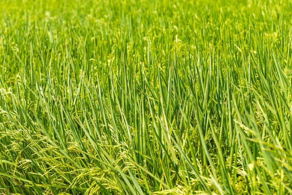 Green Rice Field Thailand Close Day — Stock Photo, Image