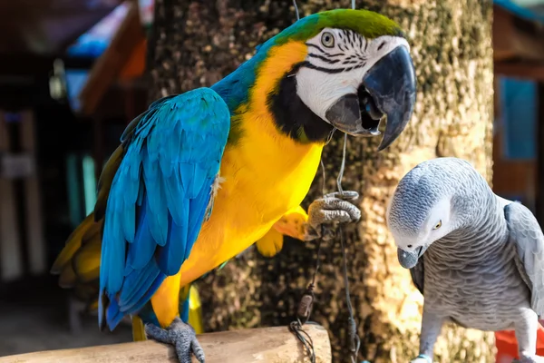 Kleurrijke Parrot Vogel Zittend Zitstok Verliefd — Stockfoto