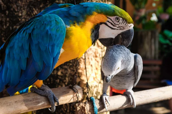 Kleurrijke Parrot Vogel Zittend Zitstok Verliefd — Stockfoto