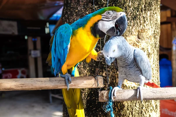 Kleurrijke Parrot Vogel Zittend Zitstok Verliefd — Stockfoto