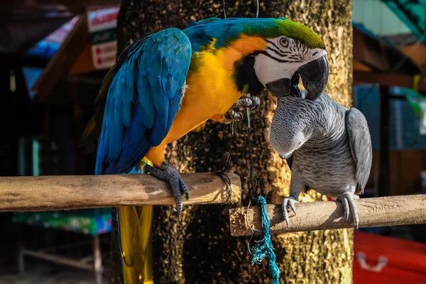 Kleurrijke Parrot Vogel Zittend Zitstok Verliefd — Stockfoto