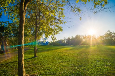 Merkez Parkı güneş akşam ışık yeşil çim