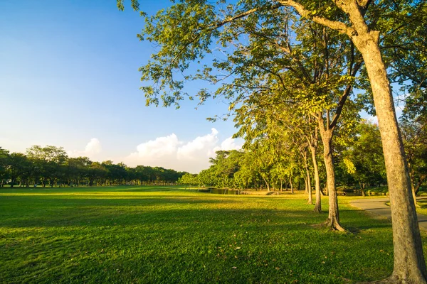 Solnedgång Vacker Park Över Blå Himmel Med Träd — Stockfoto