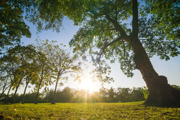 Solnedgång i vacker park under blå himmel — Stockfoto