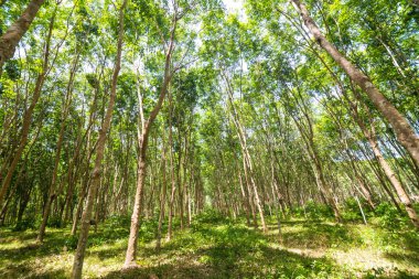 Kauçuk ağacı tarım arka plan, yeşil yaprakları çok şube