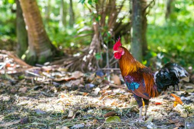Toprak yeşil çim sahası ile horoz 