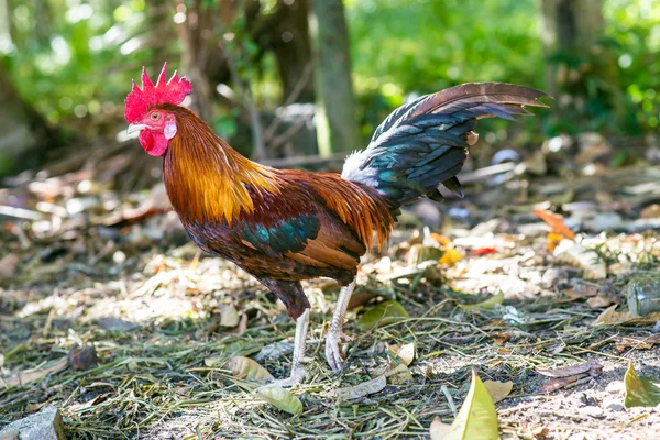 Kurcząt Rooster Tradycyjny Chów Wolnym Wybiegiem Drobiu Gospodarstwo Kolorowym Parku — Zdjęcie stockowe